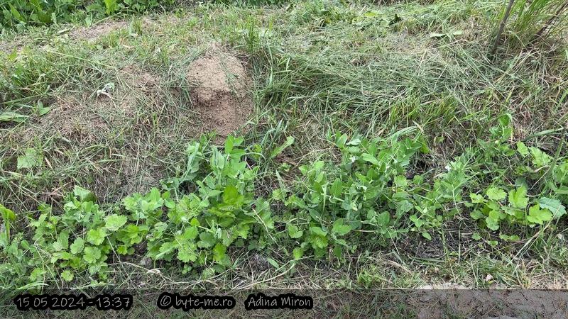 Mazare si pastarnac in stratul cu sparanghel